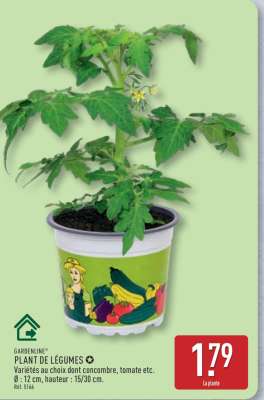 PLANT DE LÉGUMES