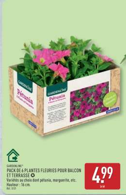 PACK DE 6 PLANTES FLEURIES POUR BALCON ET TERRASSE