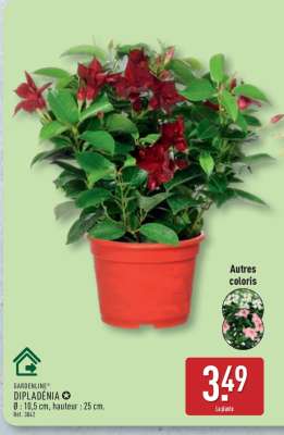 Dipladenia
