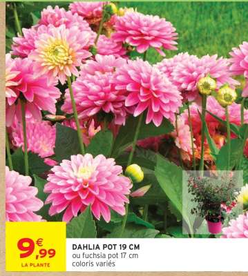 DAHLIA POT 19 CM