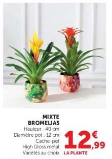 MIXTE BROMELIAS