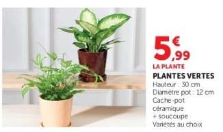 Plantes Vertes