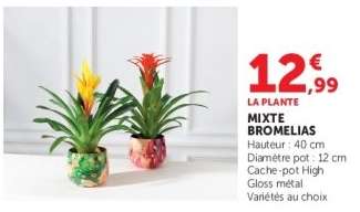 MIXTE BROMELIAS