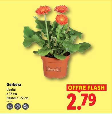 Gerbera