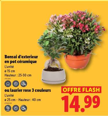 Bonsai d'exterieur en pot céramique