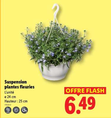 Suspension plantes fleuries