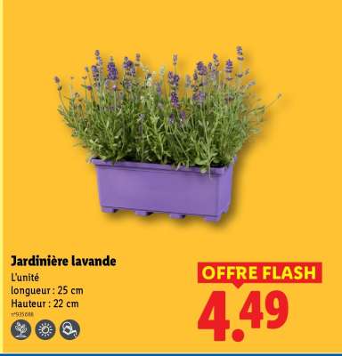 Jardinière lavande