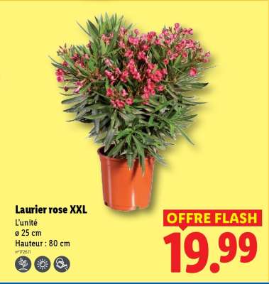 Laurier rose XXL