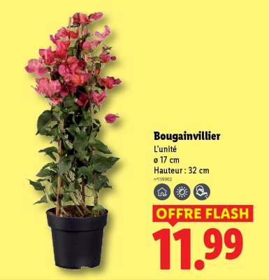 BOUGAINVILLIER
