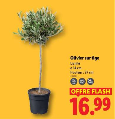 Olivier sur tige