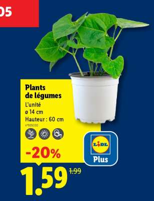 Plants De Legumes