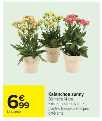 Kalanchoe sunny