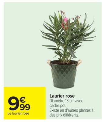 Laurier rose