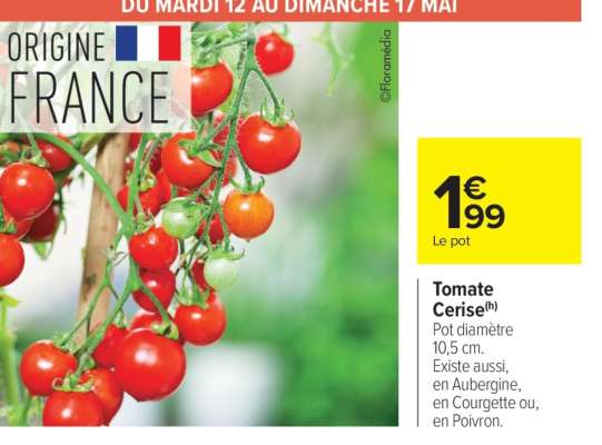 Tomate cerise