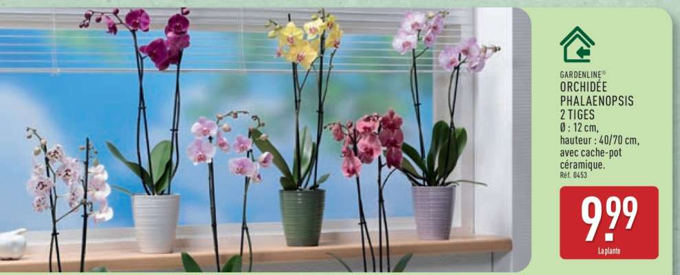 ORCHIDÉE PHALAENOPSIS 2 TIGES