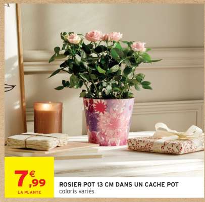 ROSIER POT 13 CM DANS UN CACHE POT