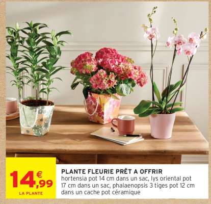 Plante Fleurie Prêt à Offrir