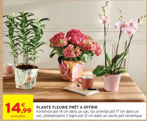 Plante Fleurie Prêt à Offrir