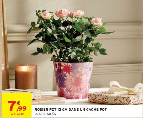 ROSIER POT 13 CM DANS UN CACHE POT