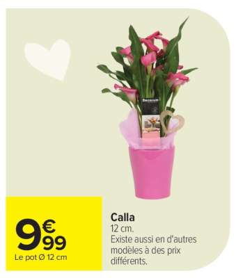 Calla