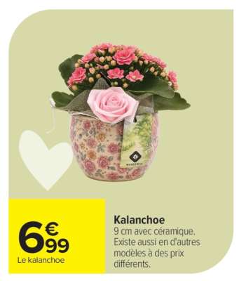 Kalanchoé