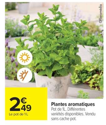 Plantes Aromatiques