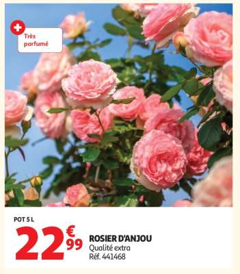 ROSIER D'ANJOU