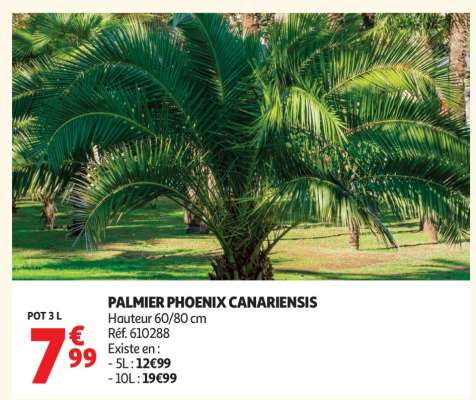PALMIER PHOENIX CANARIENSIS