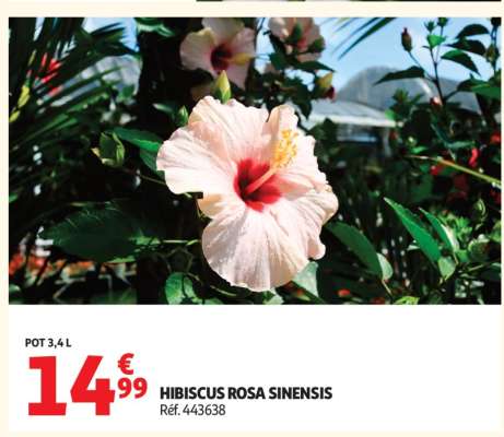 HIBISCUS ROSA SINENSIS