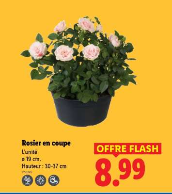 ROSIER EN COUPE
