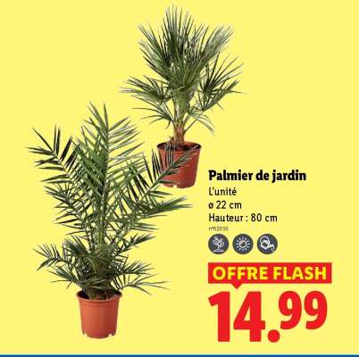 Palmier de jardin