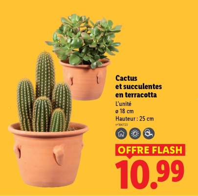Cactus et succulentes en terracotta