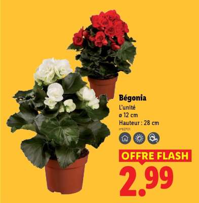 Bégonia