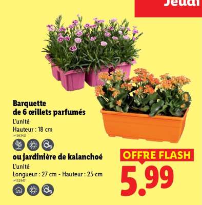 Barquette de 6 oeillets parfumés ou jardinière de kalanchoé