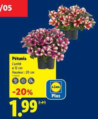 Pétunia