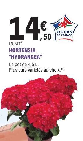 HORTENSIA 'HYDRANGEA'
