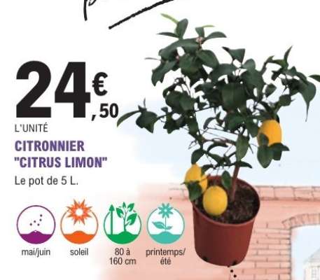 CITRONNIER "CITRUS LIMON"