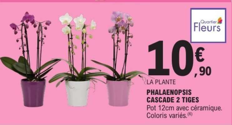 PHALAENOPSIS CASCADE 2 TIGES