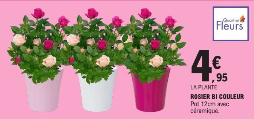 ROSIER BI COULEUR