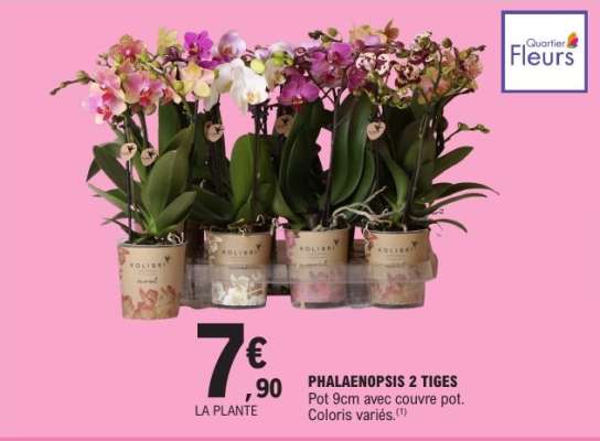 PHALAENOPSIS 2 TIGES