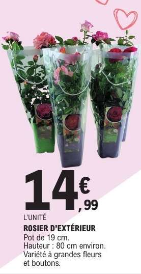 ROSIER D’EXTÉRIEUR