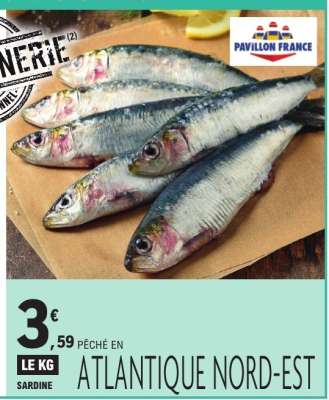 SARDINE