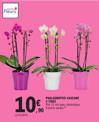 PHALAENOPSIS CASCADE 2 TIGES