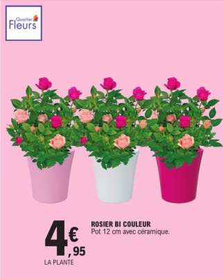 ROSIER BI COULEUR