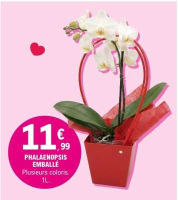 PHALAENOPSIS EMBALLÉ