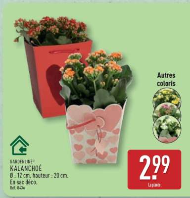 Kalanchoé