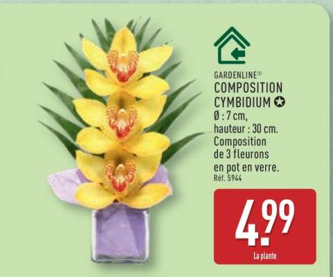 GARDENLINE® COMPOSITION CYMBIDIUM