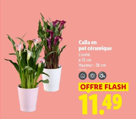 Calla en pot céramique