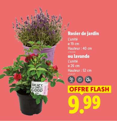 Rosier de jardin ou lavande