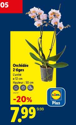 Orchidée 2 tiges